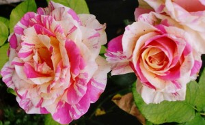 June-Blog June-Blog